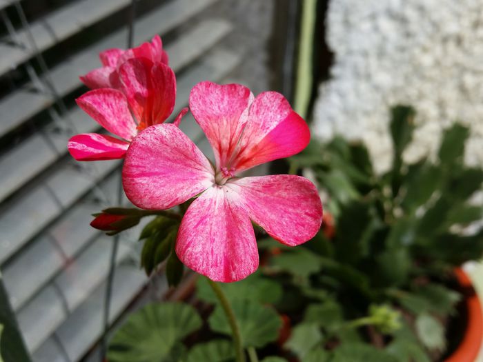20150426_142336 - muscate