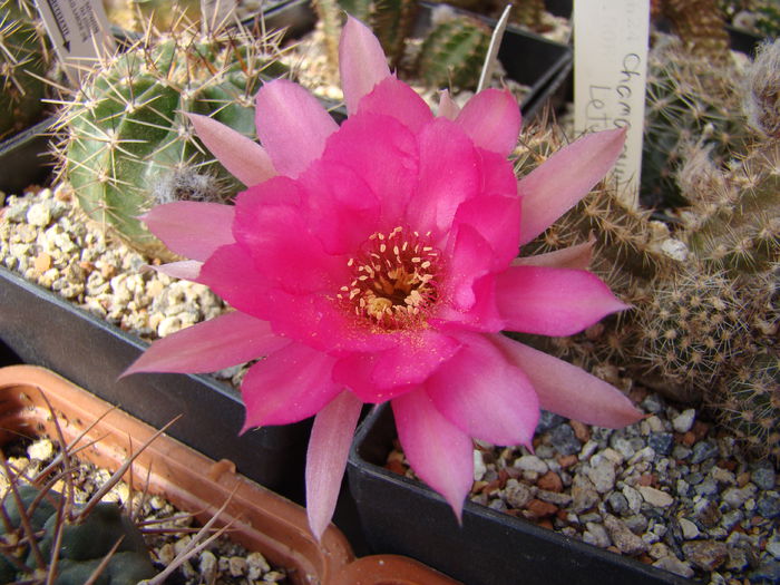 DSC05132 - Chamaecereus 2013