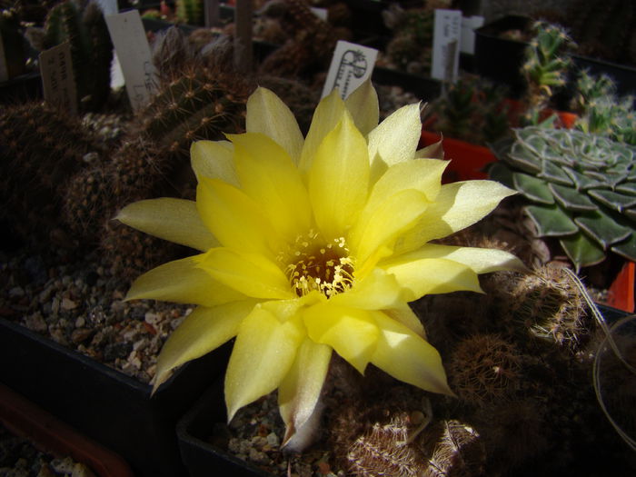 DSC05133 - Chamaecereus 2013