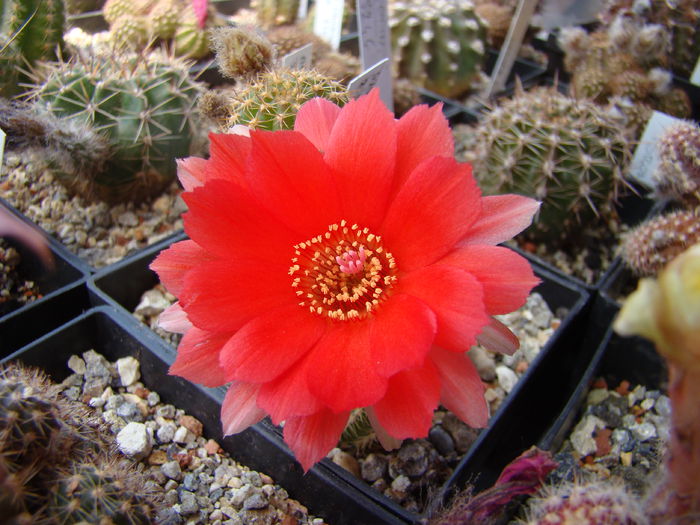 DSC05319 - Chamaecereus 2013