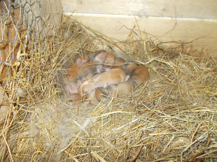 DSCN0346 - poze iepuri berbec german