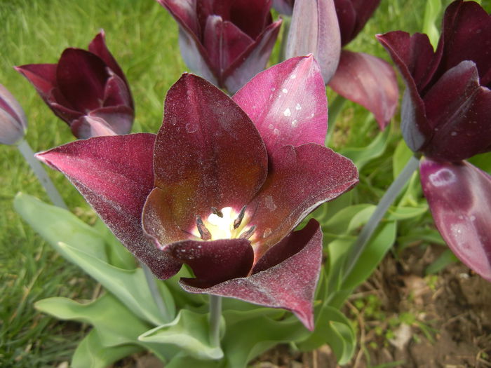 Tulipa Havran (2015, April 18)