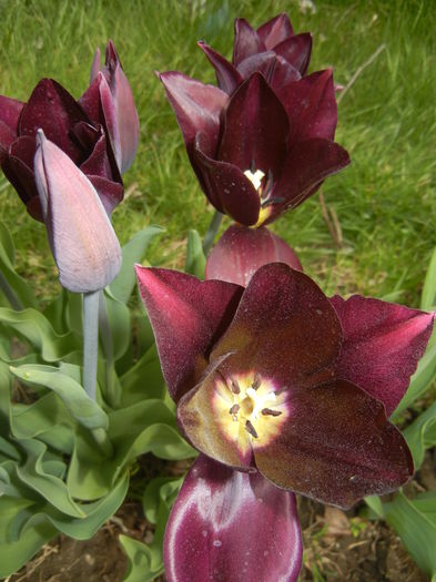 Tulipa Havran (2015, April 18)