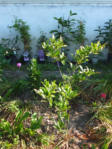 DSCF3002 (26-05-2014); (26-05-2014)
