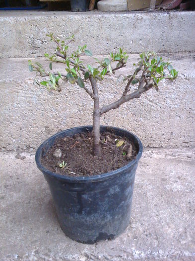 cotoneaster 3 ani=30lei - 0 Prebonsai de vanzare