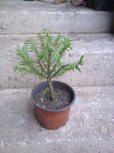 taxus 3 ani=35lei - 0 Prebonsai de vanzare