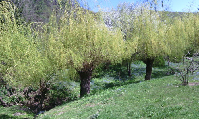 la manastirea prislop