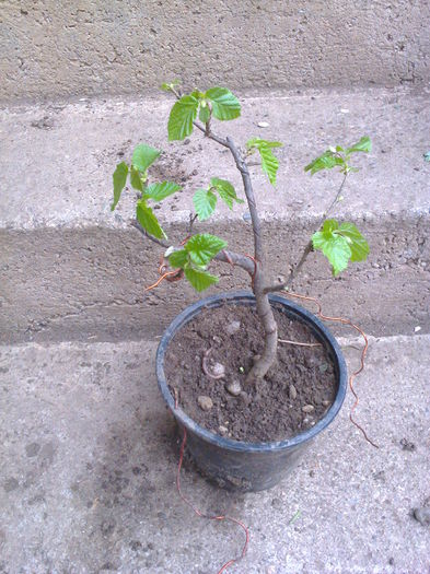 alun 3ani=20lei-rez.Alinam - 0 Prebonsai de vanzare