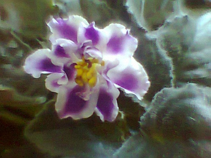 Rs Romantika