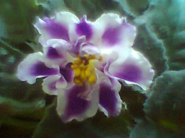 Rs Romantika - Violete 2015