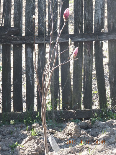 DSCF5818 (12-04-2015) - Magnolia soulangeana