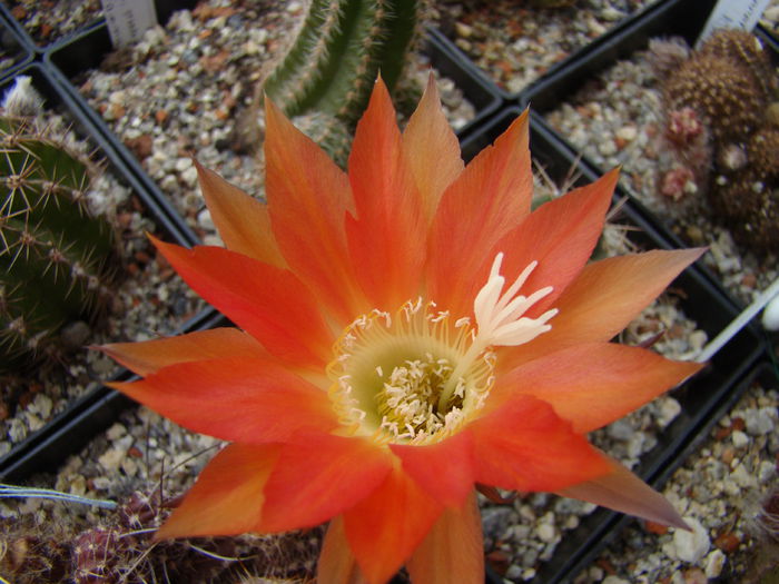 DSC05601 - Echinopsis 2013