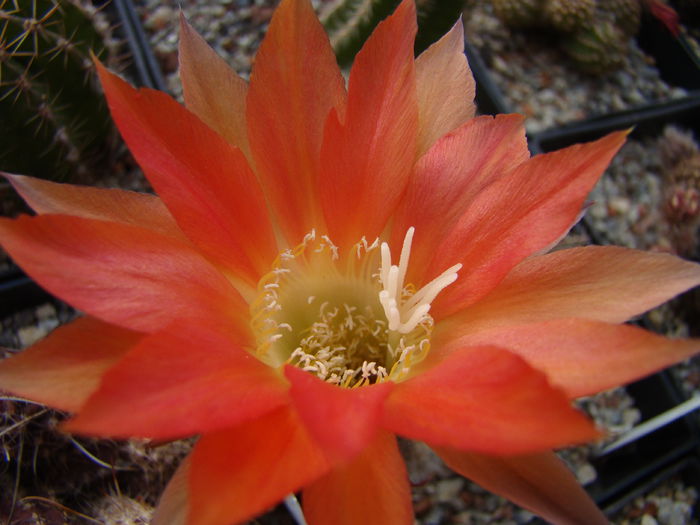 DSC05636 - Echinopsis 2013