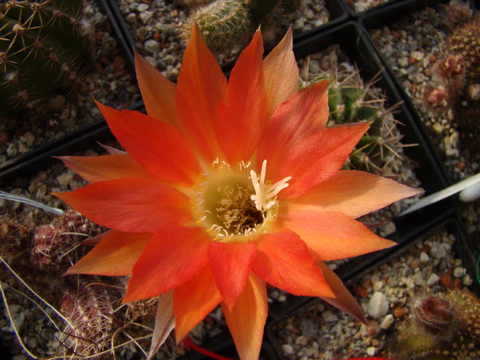 DSC05641 - Echinopsis 2013