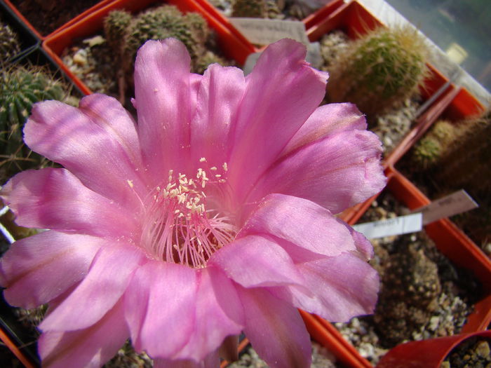 DSC06235 - Echinopsis 2013