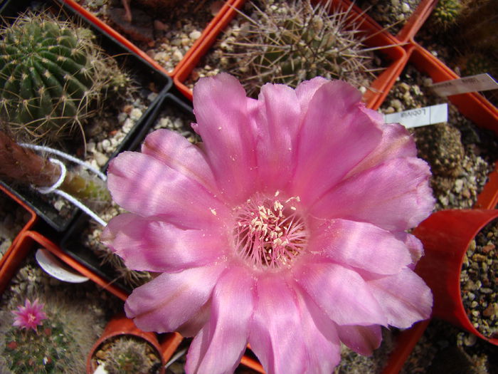 DSC06236 - Echinopsis 2013