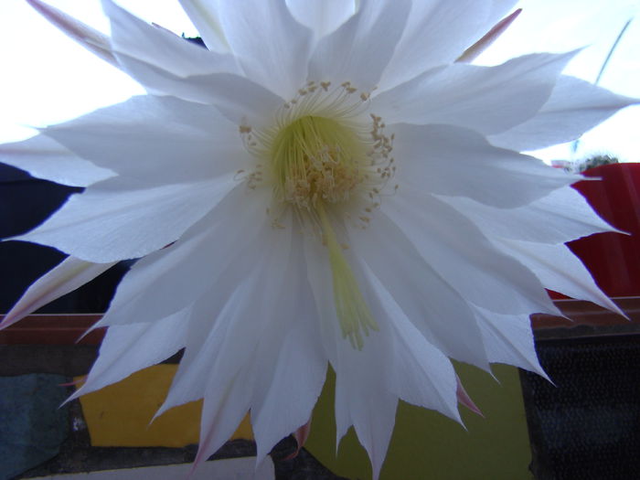 DSC07218 - Echinopsis 2013