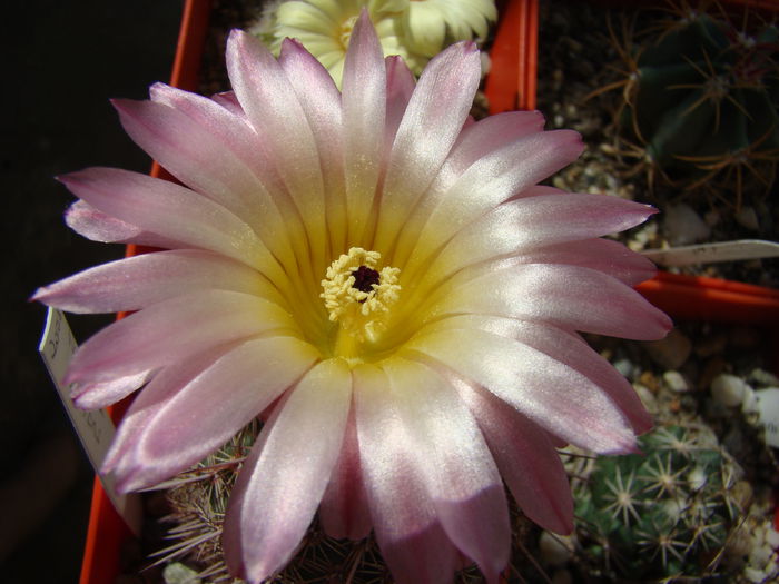 DSC07990 - Cactusi 2013