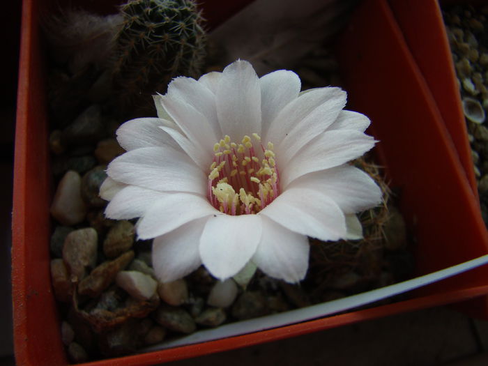 DSC05236 - Cactusi 2013