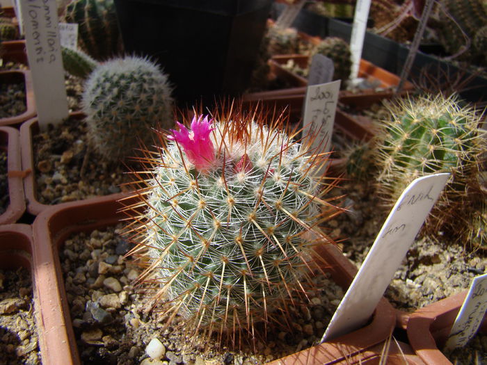 DSC05223 - Cactusi 2013