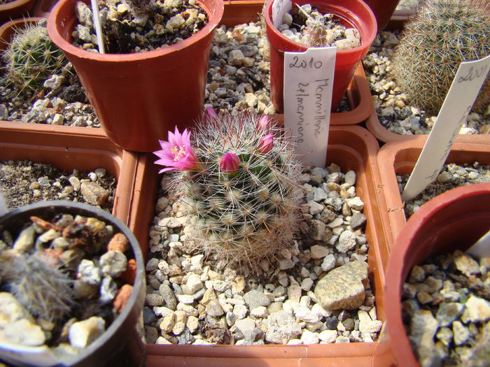 DSC06911 - Cactusi 2013