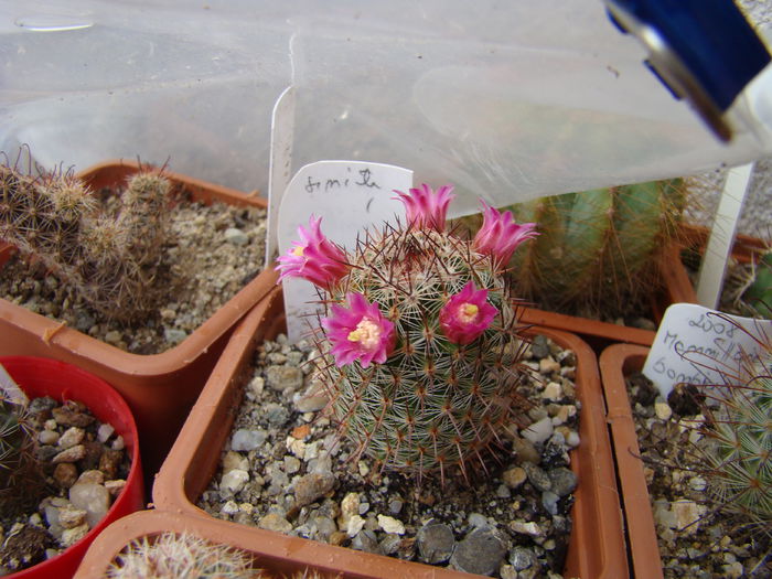DSC07616 - Cactusi 2013