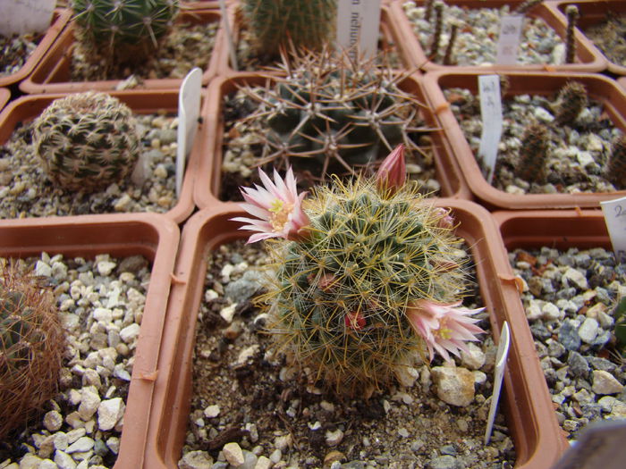 DSC07618 - Cactusi 2013