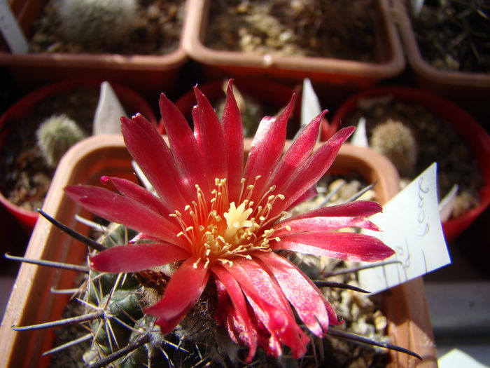 DSC08699 - Cactusi 2013