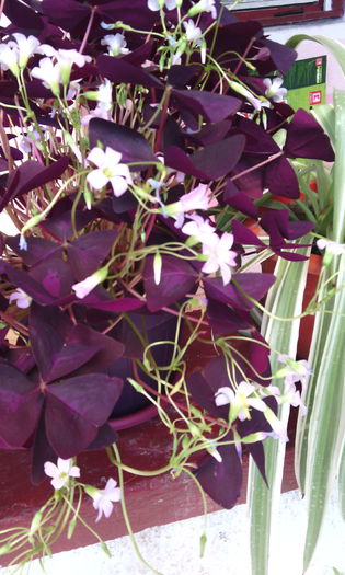 oxalis 2015 - oxalis