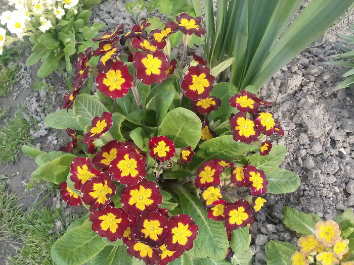 IMG_20150426_175912 - 2015 Flori in  gradina