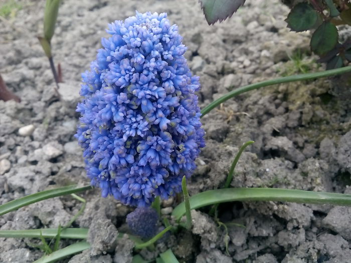 Muscari Fantasy Creation - 2015 Flori in  gradina