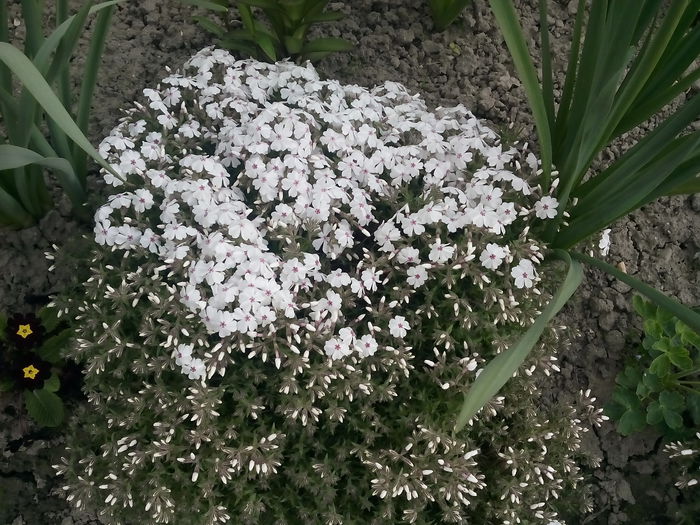 Phlox Sabulata - 2015 Flori in  gradina