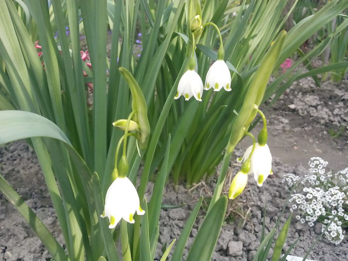 Leucojum Aestivum - 2015 Flori in  gradina