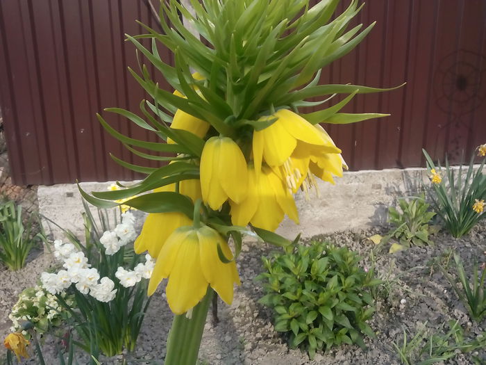 Fritillaria - 2015 Flori in  gradina