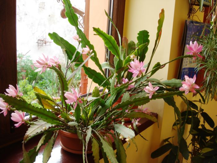 epi roz - b 2015 - in interior