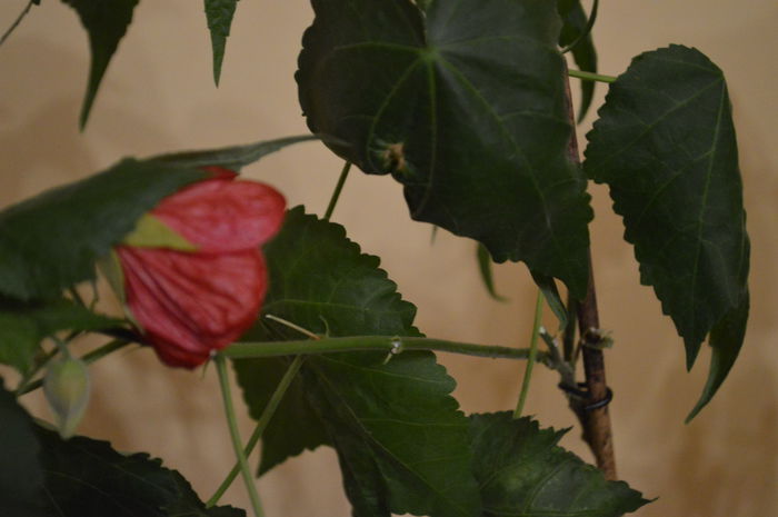 DSC_0670 - abutilon 2015