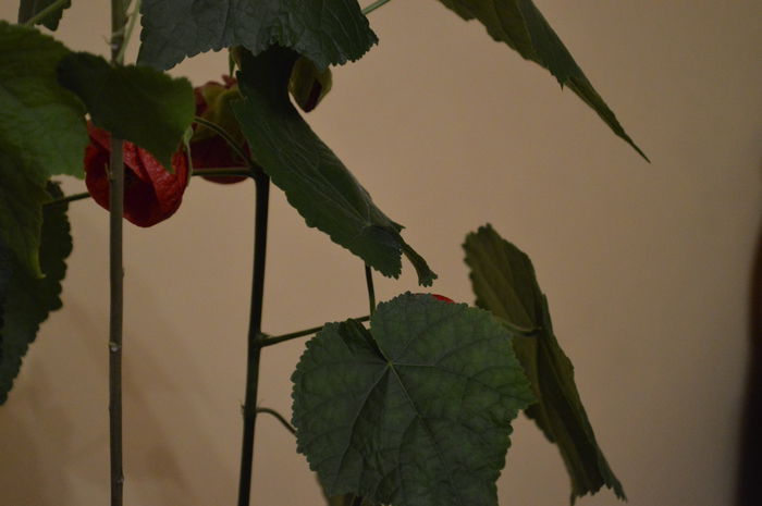 DSC_0669 - abutilon 2015