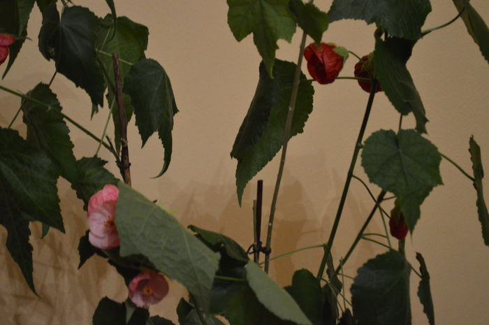 DSC_0657 - abutilon 2015