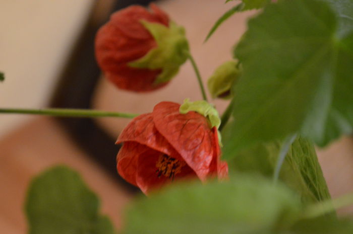 DSC_0667 - abutilon 2015