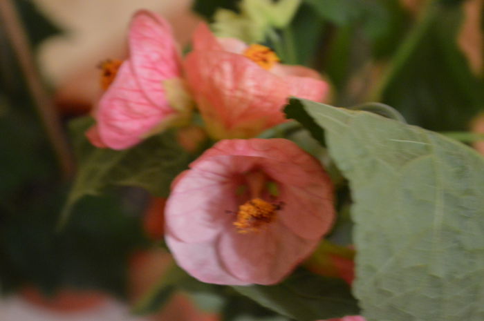 DSC_0668 - abutilon 2015