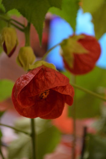 DSC_0641 - abutilon 2015