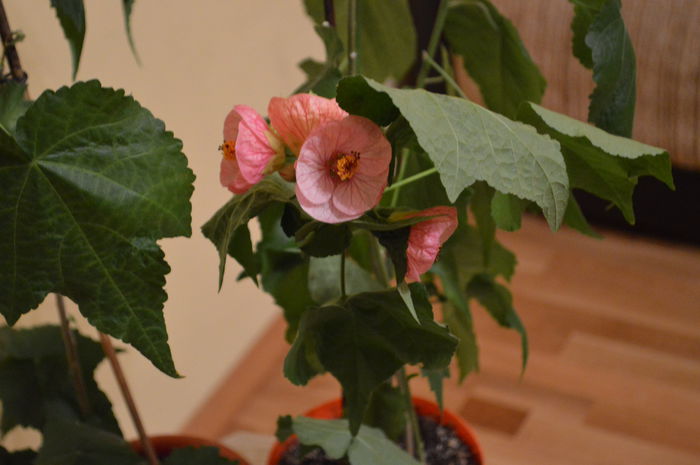 DSC_0639 - abutilon 2015