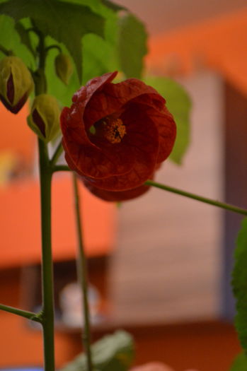 DSC_0643 - abutilon 2015