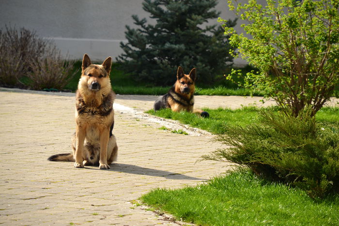 2015 - Blitz & Maxx - DOGS in the Garden