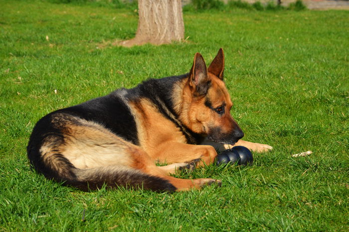 Maxx - aprilie 2015 - DOGS in the Garden