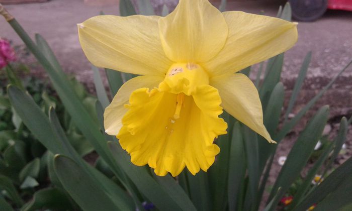 20150412_182339 - primavara 2015