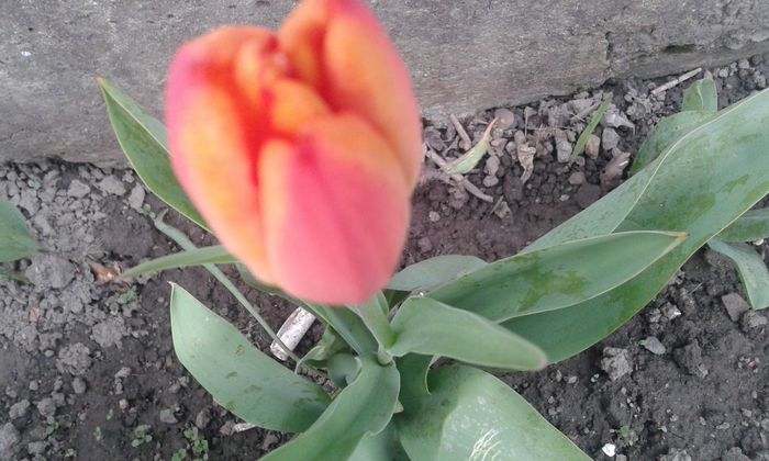 20150412_182406 - primavara 2015