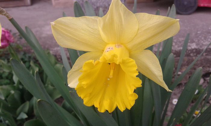 20150412_182337 - primavara 2015