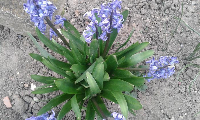 20150412_182426 - primavara 2015