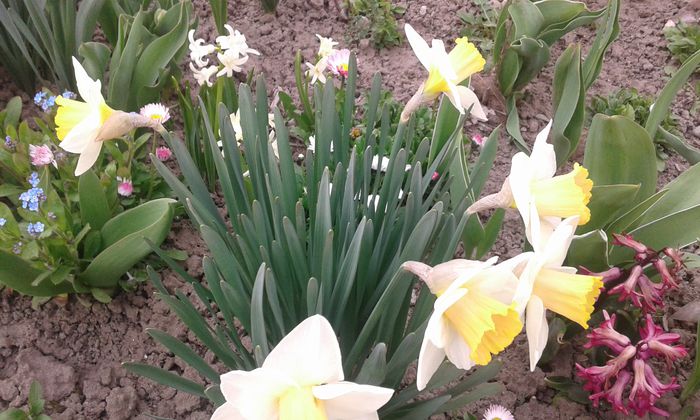 20150412_182630 - primavara 2015